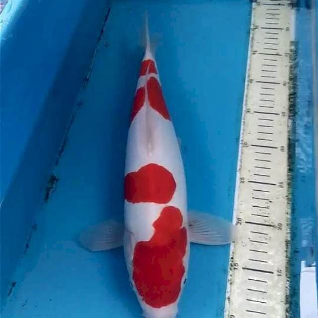 Doitsu Kohaku 40cm Male