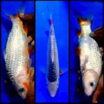 30 cm Asagi jaring rapih warna samping rapih juga