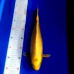 Yamabuki ogon 35cm bulky n joss mantebb