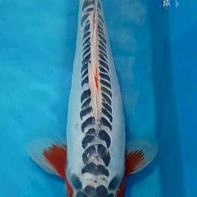 Shusui
