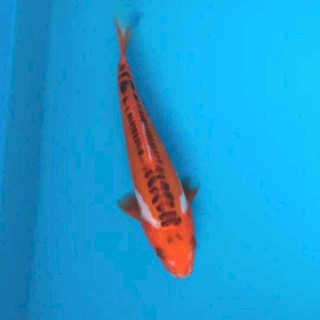 Baby shusui 16cm