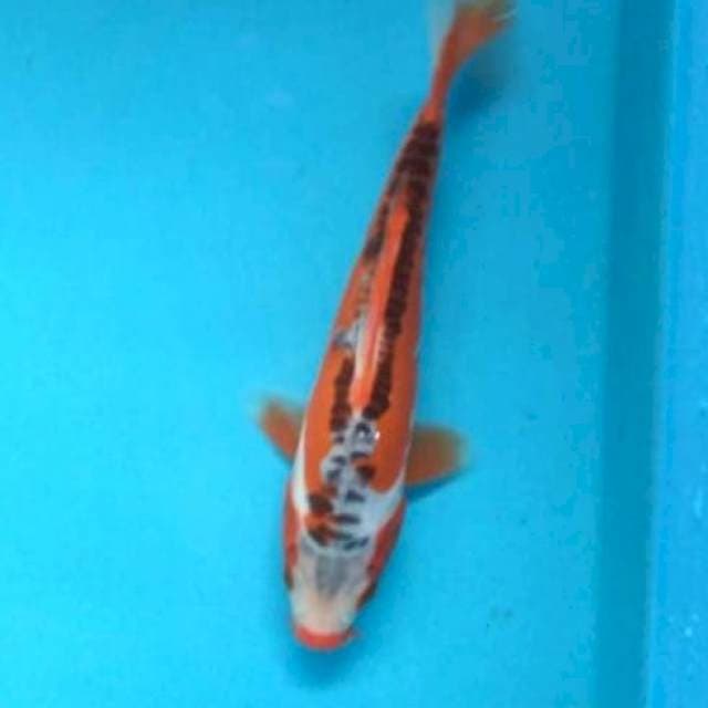 Shusui 18cm