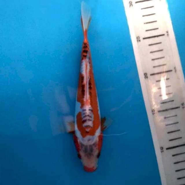 Baby shusui 20cm
