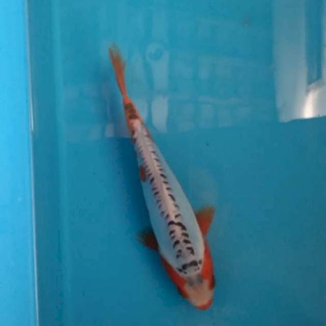 Baby shusui 20cm