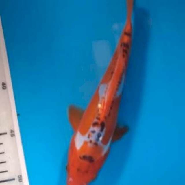 Baby shusui 22cm