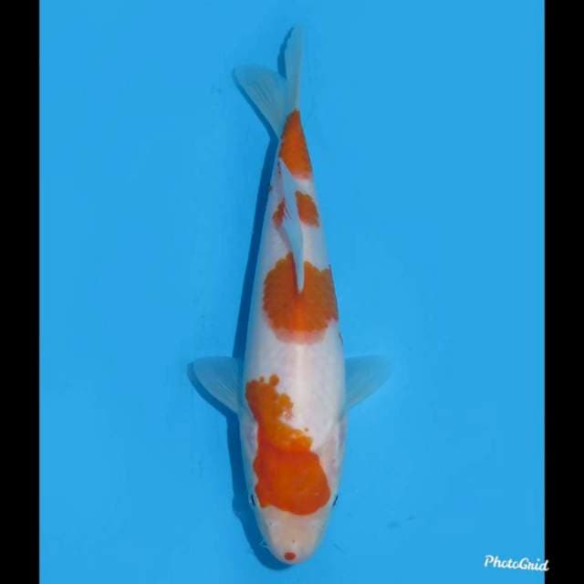 20cm - Baby Kohaku Tosai