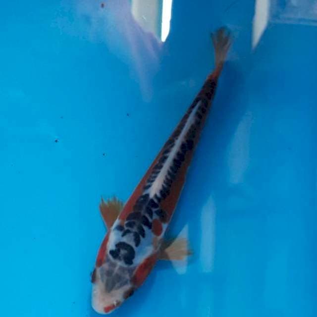 Baby shusui 13cm