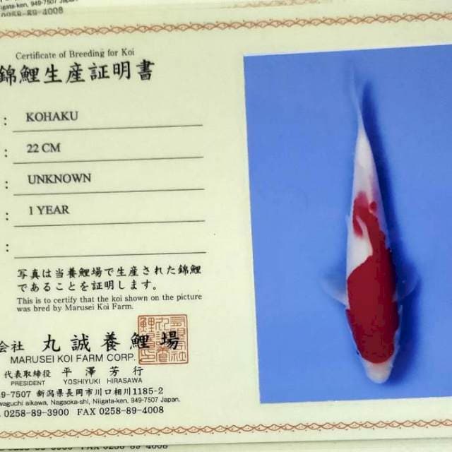 Kohaku import merah merona jozz
