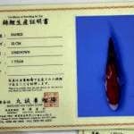 Sanke import Joss merah hott