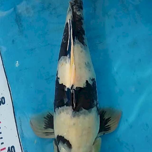 Shiro 50cm