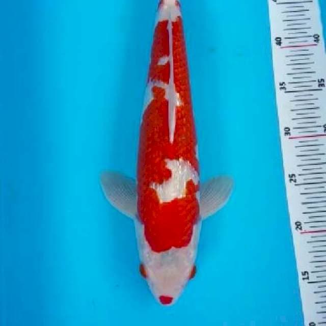45 CM KOHAKU GINRIN