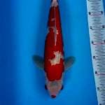 45 CM KOHAKU GINRIN 
