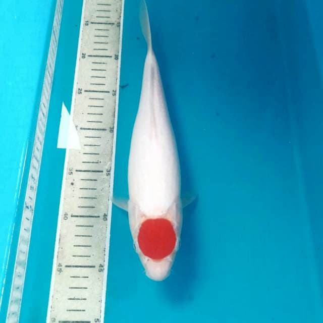 Tancho Kohaku, 32 cm