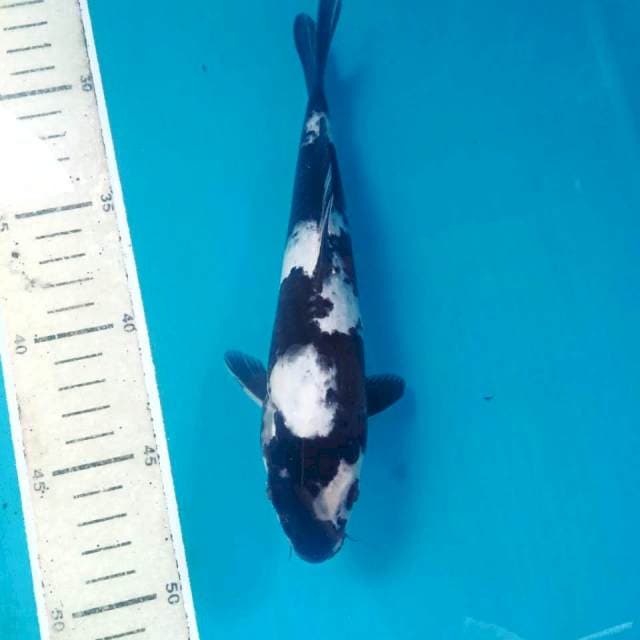 Shiro, 21 cm