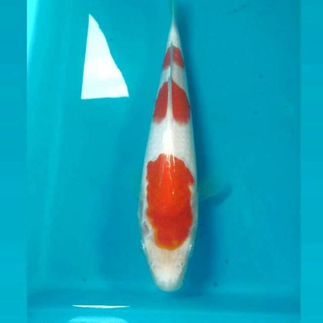 Kohaku, 25 cm