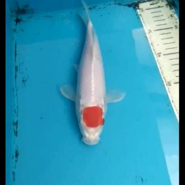 Tancho 20cm