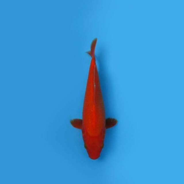 BKS ( BENIGOI 26 CM )