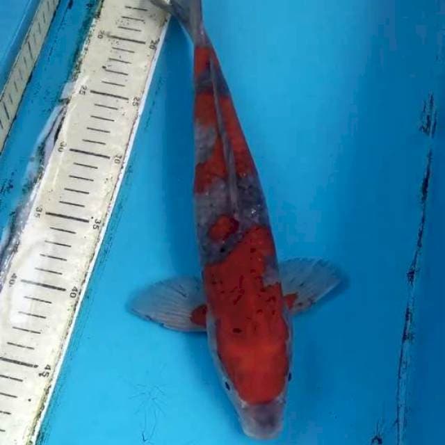 Ochiba Shigure 34cm 