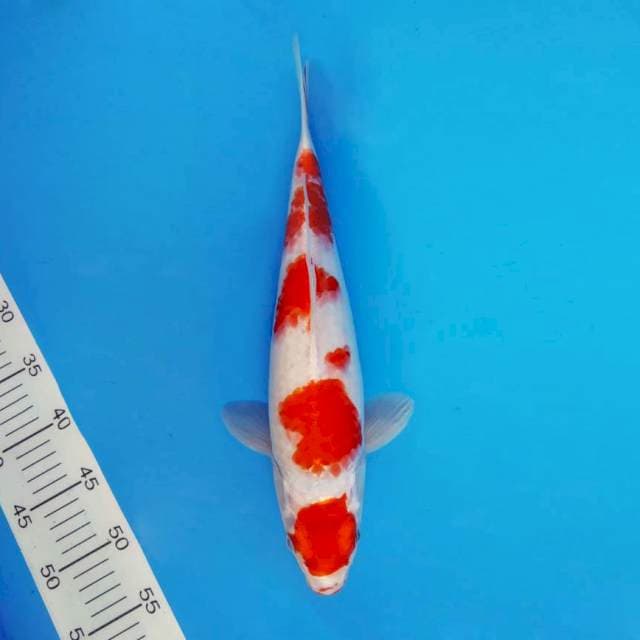 FUJI 6 - KOHAKU HIKARI ®