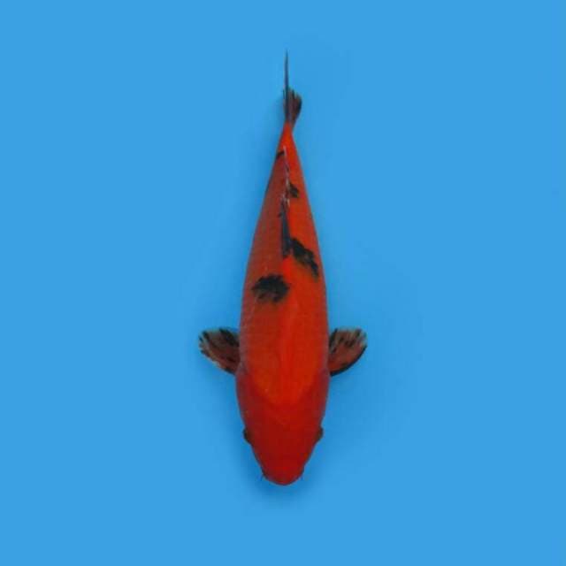 BKS ( AKA BEKKO 35 CM )
