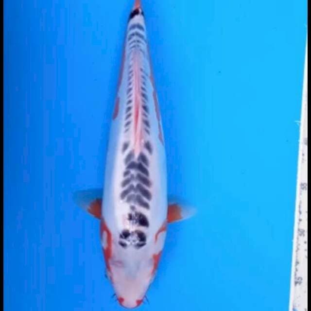 Hana shusui 40cm jantan