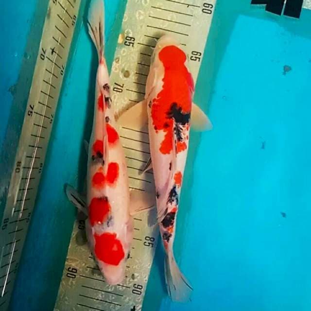 Sanke 27-28cm.