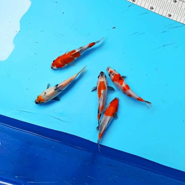PAKET HEMAT 5 EKOR 16 CM