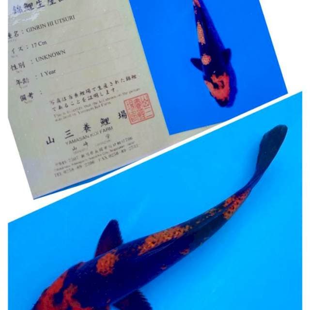 Hi Utsuri Ginrin Serti Yamasan