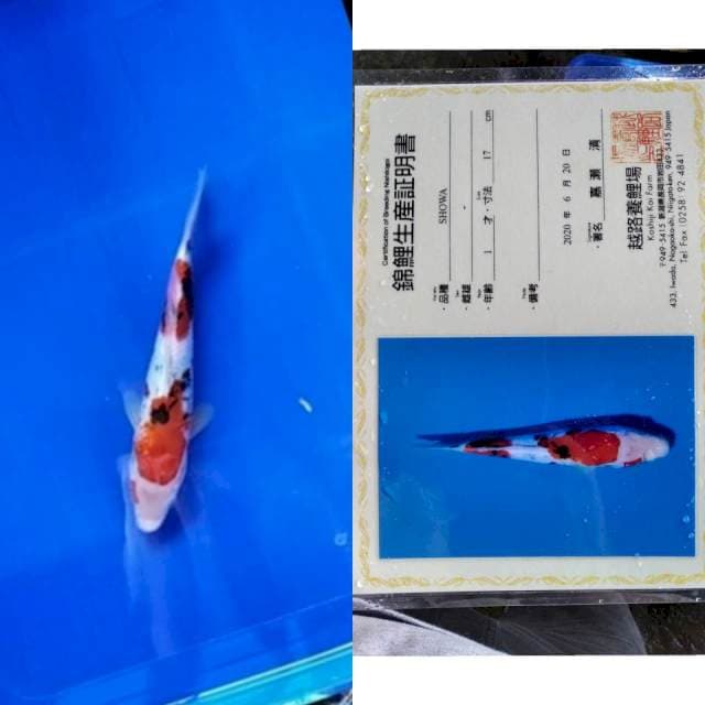 Showa koshiji serti