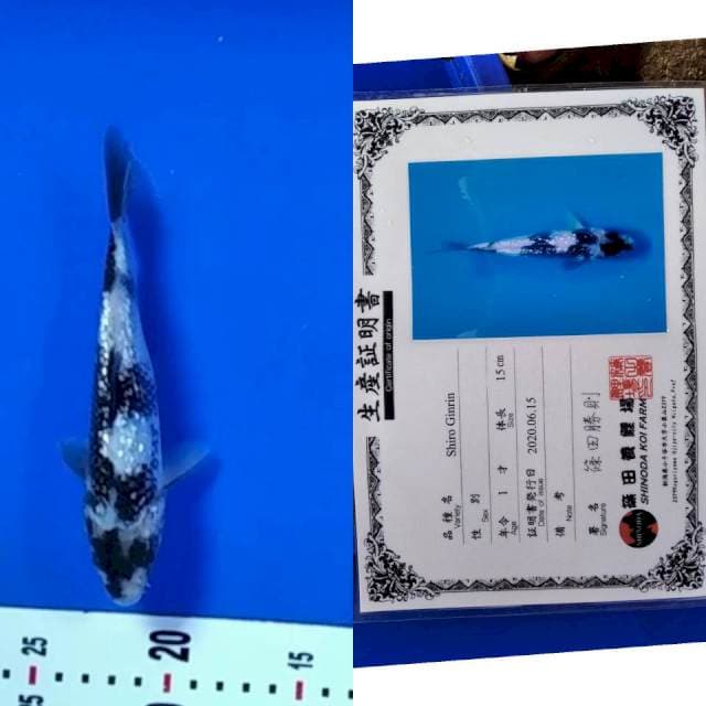 Shiro gingrin shinoda serti
