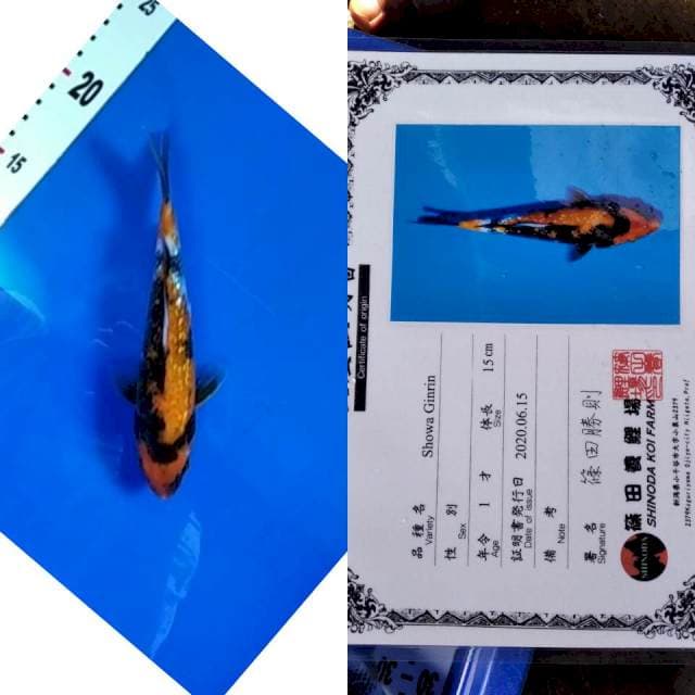 Showa gingrin shinoda