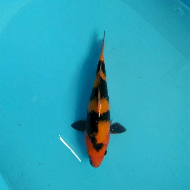 Hiutsuri 25cm