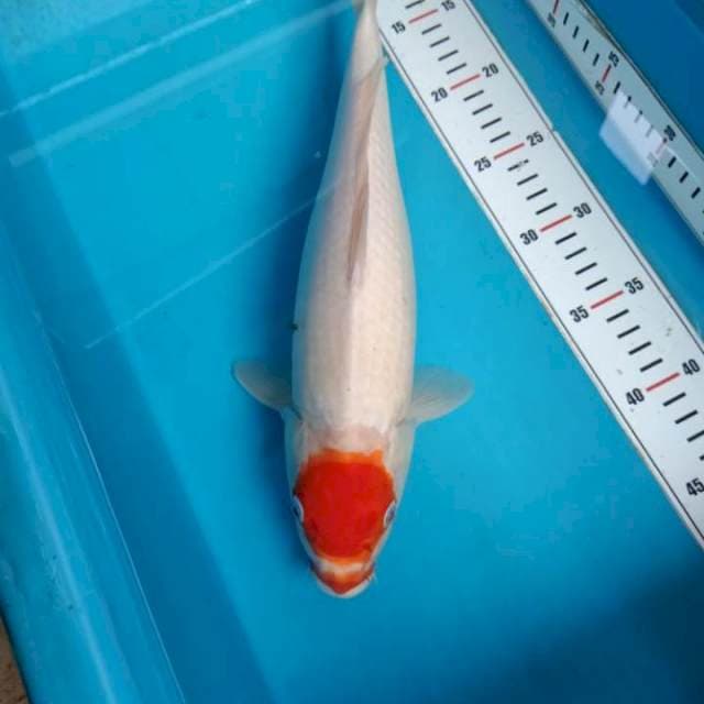 Tc Kohaku Bulky