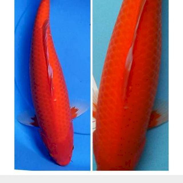 Aka Hajiro Jumbo Ring Rapi