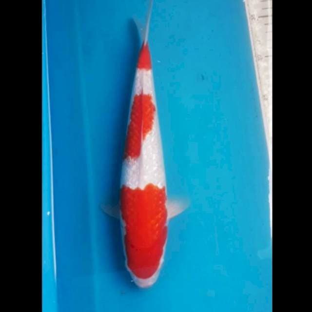 Kohaku Ginrin Male