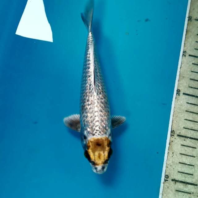 Tancho Ginrin, 19 cm