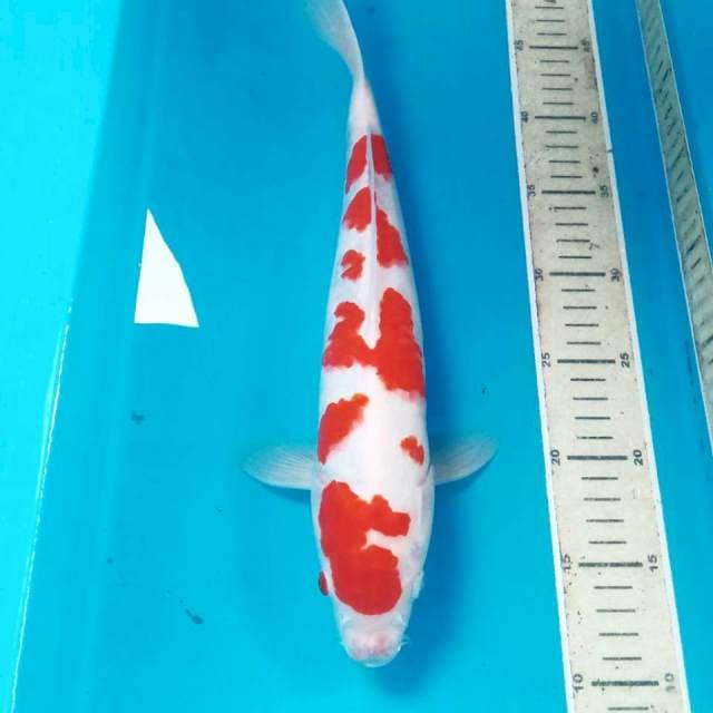 Kohaku, 36 cm