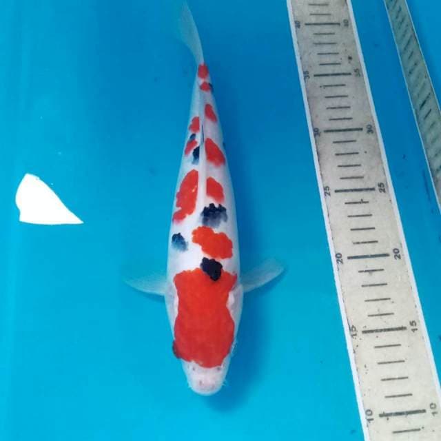 Sanke, 28 cm