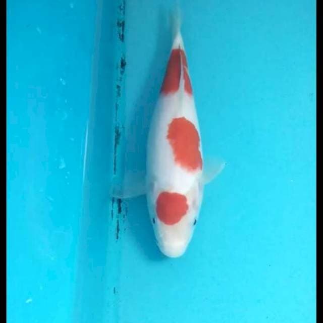 Kohaku 21cm