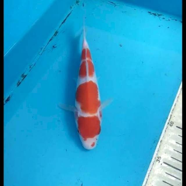 Kohaku 19cm
