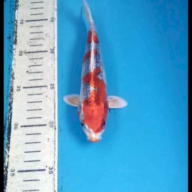 Kujaku 20cm