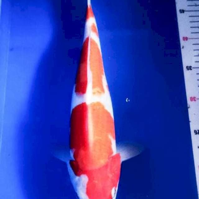 Kohaku size 40cm mantep!!!