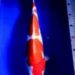 Kohaku size 40cm mantep!!!