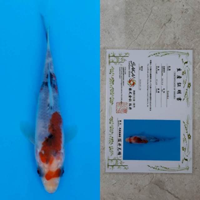Sakai sanke 13cm serti