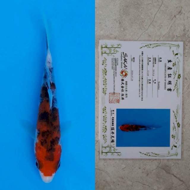 Sakai sanke 13cm serti