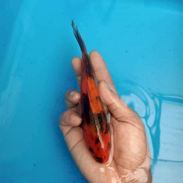 F1 IMPORT HI SHOWA