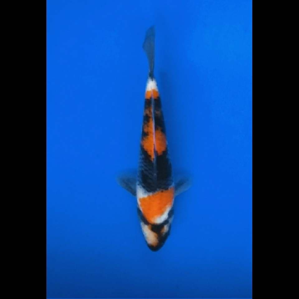 SHOWA SANSOKU size 20cm
