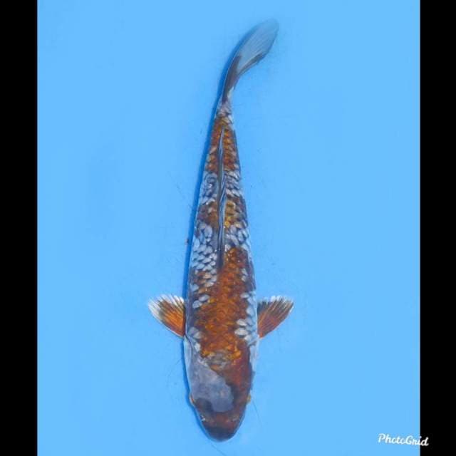 22cm - Ochiba Unique