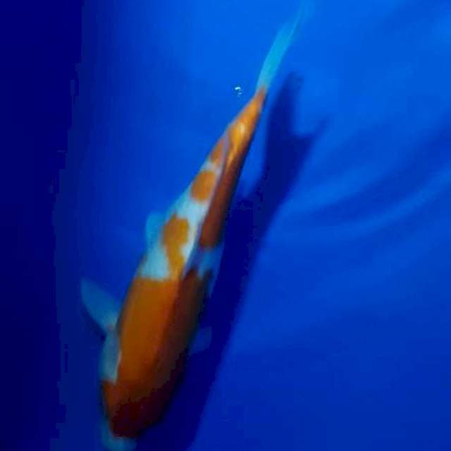 Kohaku 36 