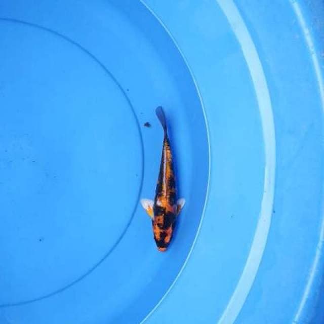 Kin showa doitshu 20 cm